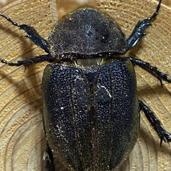 ヘラクレスオオカブトの画像