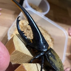 ヘラクレスオオカブトの画像
