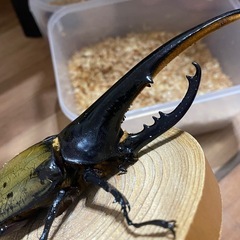 ヘラクレスオオカブトの画像