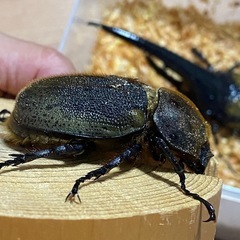 ヘラクレスオオカブトの画像