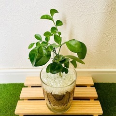 シルクジャスミン　ムラヤ　パニクラータ　観葉植物　ハイドロカルチャーの画像