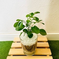 シルクジャスミン　ムラヤ　パニクラータ　観葉植物　ハイドロカルチャーの画像