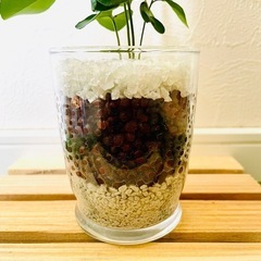 シルクジャスミン　ムラヤ　パニクラータ　観葉植物　ハイドロカルチャーの画像