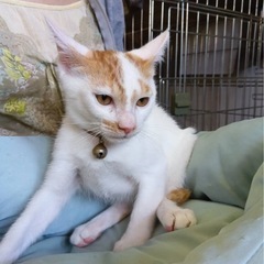 白茶の雄猫
