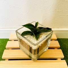 サンスベリア　パテンス　観葉植物　ハイドロカルチャーの画像