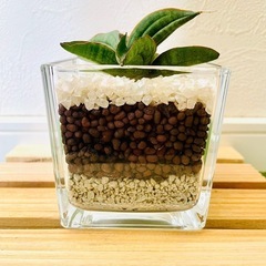 サンスベリア　パテンス　観葉植物　ハイドロカルチャーの画像