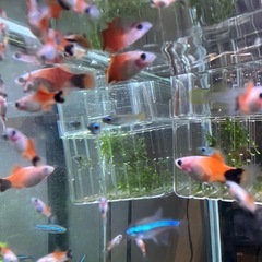 ミッキーマウスプラティの画像
