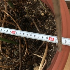 観葉植物・モンステラの画像