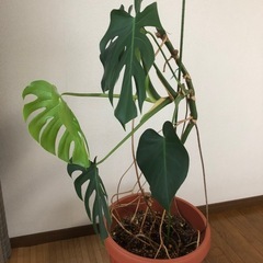観葉植物・モンステラの画像