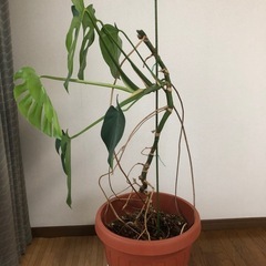 観葉植物・モンステラの画像