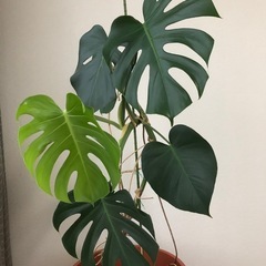 観葉植物・モンステラの画像
