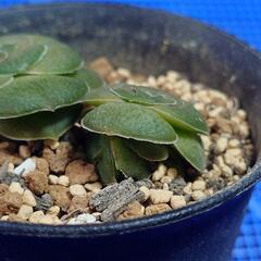多肉植物「巴」の画像