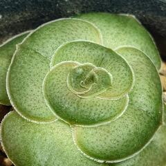 多肉植物「巴」の画像