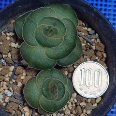 多肉植物「巴」の画像