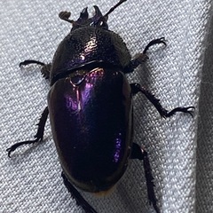 パプアキンイロクワガタの画像