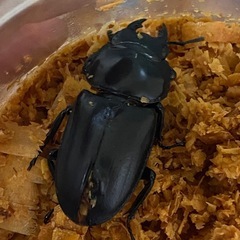 マレーアンタエウスの画像