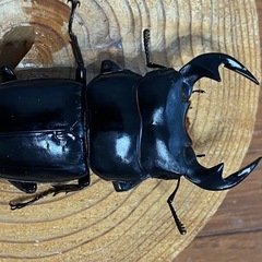 マレーアンタエウスの画像