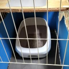 猫ゲ−ジ二階建ての画像