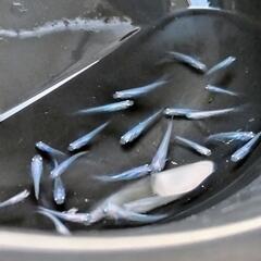 しずくメダカ幼魚10匹+aの画像