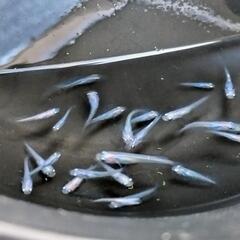 しずくメダカ幼魚10匹+aの画像