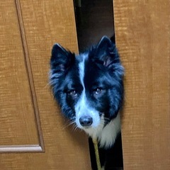10歳のボーダーコリー、飼い主の夫婦とも病気になりお世話を…