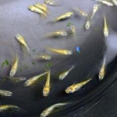 夜桜ゴールドXメダカ幼魚10匹+aの画像