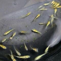 夜桜ゴールドXメダカ幼魚10匹+aの画像