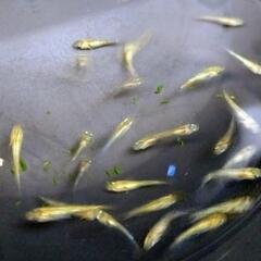 夜桜ゴールドXメダカ幼魚10匹+aの画像