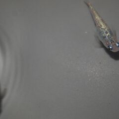 メダカ　三色ラメ幹之サファイア系　卵　５０位　産卵床付きの画像