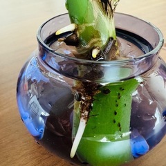 モンステラ　デリシオーサ（発根・発芽済　カット苗）の画像