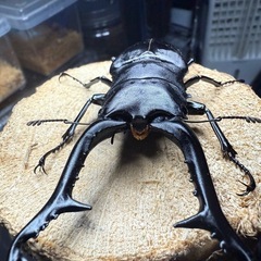 【終了】ギラファノコギリクワガタ 亜種ケイスケ ♂単の画像