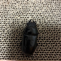 インド　ガントク産　アンタエウスオオクワガタ 即ブリペアの画像