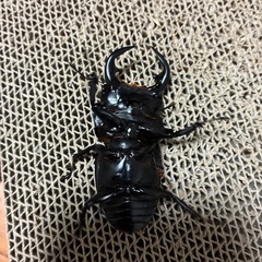 インド　ガントク産　アンタエウスオオクワガタ 即ブリペアの画像