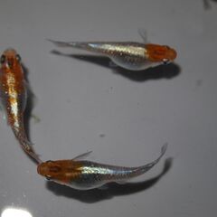 メダカ　オーロラ黄ラメ対外光稚魚（１㎝位）15匹の画像