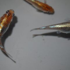 メダカ　オーロラ黄ラメ対外光稚魚（１㎝位）15匹の画像