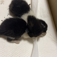 子猫