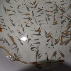 メダカ　オーロラ黄ラメ対外光稚魚（１㎝位）15匹の画像