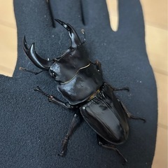 【国産オオクワガタ】アンバランス アブレイズペア ♂72mm 顎幅5.3mm ♀41mm 新成虫 国極太血統 の画像