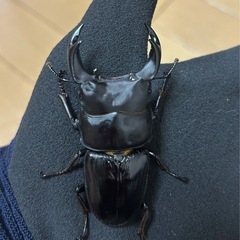 【国産オオクワガタ】アンバランス アブレイズペア ♂72mm 顎幅5.3mm ♀41mm 新成虫 国極太血統 の画像