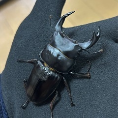 【国産オオクワガタ】アンバランス アブレイズペア ♂72mm 顎幅5.3mm ♀41mm 新成虫 国極太血統 の画像
