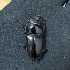 【国産オオクワガタ】アンバランス アブレイズペア ♂72mm 顎幅5.3mm ♀41mm 新成虫 国極太血統 の画像