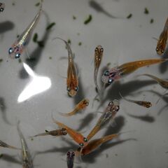 メダカ　オーロラ黄ラメ対外光稚魚(1.5㎝前後）12匹の画像