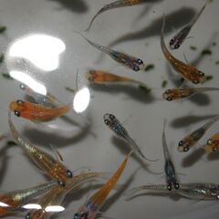 メダカ　オーロラ黄ラメ対外光稚魚(1.5㎝前後）12匹の画像