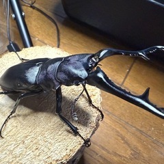 【終了】夏休み出品  クワガタの画像