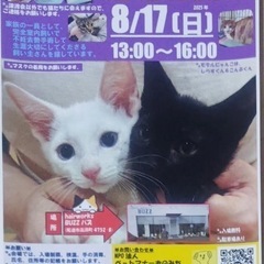 8月17日東尾道で保護猫の譲渡会