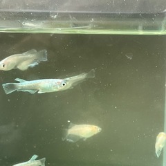 メダカレッドクリフ紅白から生まれた白タイプの画像
