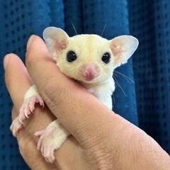 フクロモモンガ リューシ、プラチナベビー販売中