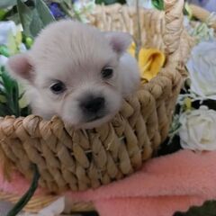 ポメ系MIX仔犬女の子　18万円（税込）