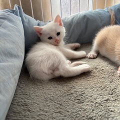6月25日生まれの子猫オス🐱