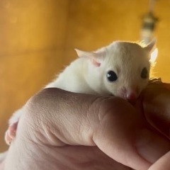💫ご家族様決まりました💫⭐︎7月脱嚢⭐︎リューシベビーメス